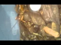 Potato bug making wierd noise jerusalem cricket