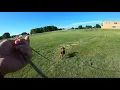 Bavarian Mountain Scenthound Puppy Bloodtracking Training