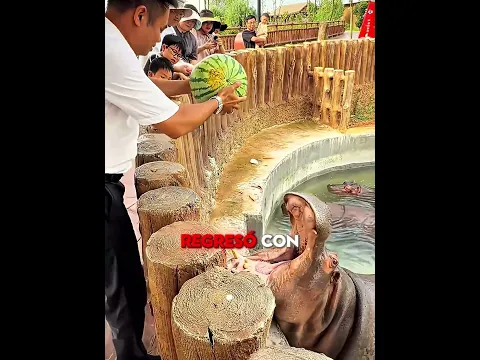 El hipopótamo quería su sandía 🍉