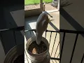 Cockatoo tells Mom she forgot to let him test the bird seed!