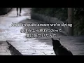 【和訳】 Always - Blink 182 【洋楽】