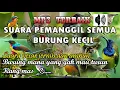 Download Lagu suara pikat semua burung kecil paling ampuh mp3 download,pikat paling banyak di cari.