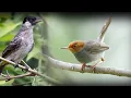 Download Lagu terbaru dan yang paling beda kutilang ngekek vs prenjak nyetater
