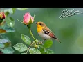 Download Lagu Ontspannende muziek 🌿 helende muziek voor hart en bloedvaten, ontspanning, muziek voor de ziel #149