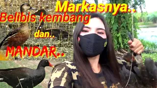 Download Sensasi Perdana Berburu Belibis Kembang MP3