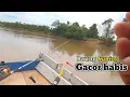 Download Lagu BESAR-BESAR! Momen yang Sangat Tepat Mancing Ikan Baung Ketika Air Naik