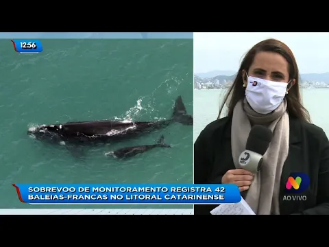 Sobrevoo de monitoramento registra 42 baleias-francas no Litoral Catarinense