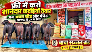 फ्री में करो शानदार कटड़ियाँ तैयार, अच्छा ब्रीड और फीड अब एक ही छत के निचे || Dr. Ashok (9991451315)