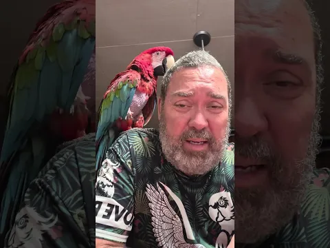 pourquoi mon perroquet veut s'accoupler avec moi? #parrot #perroquetdrôle