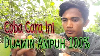 trik jitu pikat burung kerak basi alis putih hitam di jamin 100 ampuh