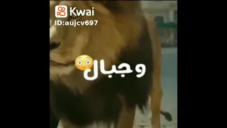 مهرجان مسلم انا اسمي كافي لوحدو يرعب اسود واشبال 