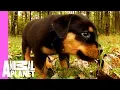 Bear The Rottweiler Breaks Away From The Pack Too Cute