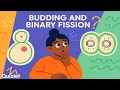 Understanding Cell Division in Bacteria Binary Fission and Budding Explained