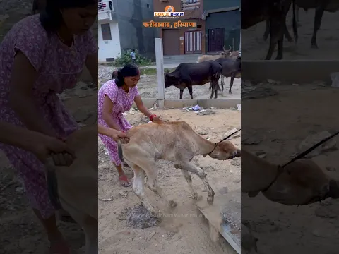 मासूम बछड़े को गवानी पड़ी अपनी एक आँख | किसी निर्दयी ने किया हमला #rescue #animals #shorts #fyp
