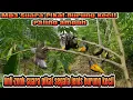 Download Lagu suAra pikAt buRung seGala jeNis buRUng kEcil teraMpuH manTab sekaLi