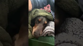 Subscribe !! If that’s ok with you ;) . #pets #fyp #growmyaccount #doberman