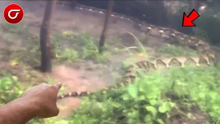mengerikan raja ular hutan kalimantan menampakkan diri pria ini sampai gemetaran melihat sosok ini