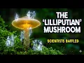 The Mushroom Makes You See Tiny People - Lanmaoa asiatica