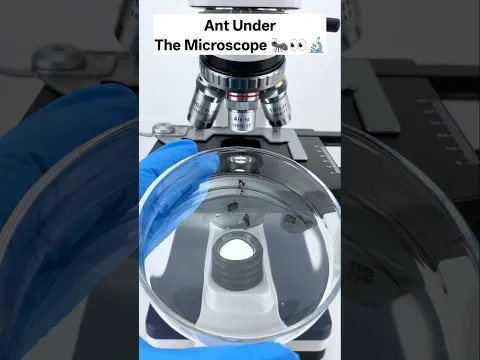 चींटी under the microscope 😱🔬 #shorts #facts #microscope