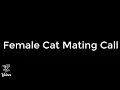 Panggilan Kawin Kucing Betina