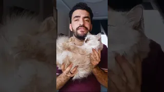 لو عندك قطه همدانه وعندها خمول 