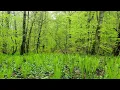 Birds Singing in the Spring  Forest during the Rain