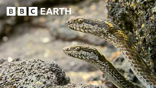 Greatest Fights In The Animal Kingdom Part 3 BBC Earth