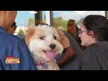 Banfield Pets
