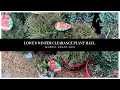 Lowes 75 Off Winter Clearance Plant Haul 2021 Evergreens
