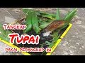 Download Lagu Tutorial Cara Menangkap hama( tupai tanah ) dengan Perangkap ini ❓
