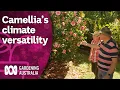 Download Lagu De weinig bekende veelzijdigheid van de winterklassieker Camellia | Discovery | Gardening Australia