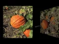 Job s Nursery Pumpkins 2016