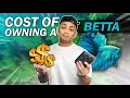 How Much Does a Betta Fish ACTUALLY Cost Here s the TRUE Cost Watch This Before Buying a Betta