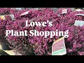 Lowe s Nursery Tour Tons of conifers Midwest zone 6