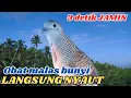 Download Lagu Suara Perkutut Lokal Gacor Merdu Bikin Tidur Lebih Nyenyak