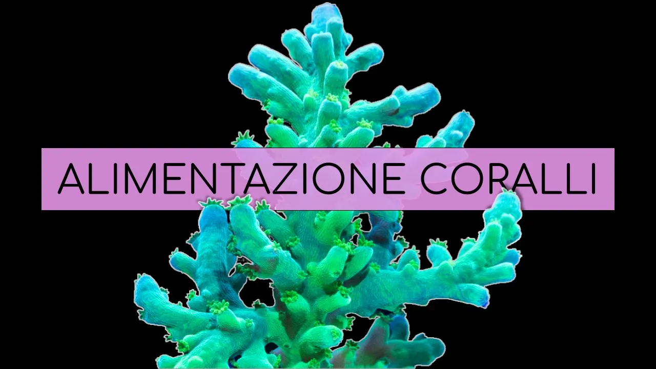 ALIMENTAZIONE dei CORALLI - Luce e nutrienti per i coralli in acquario marino di barriera