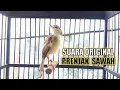 Download Lagu Prenjak | ciblek sawah | ciblek klik klik suara asli alam untuk memancing burung cepat gacor