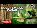 Download Lagu Roll Tembak Masteran Kasar Cucak Cungkok Gacor vs Kapas Tembak Gacor Panjang