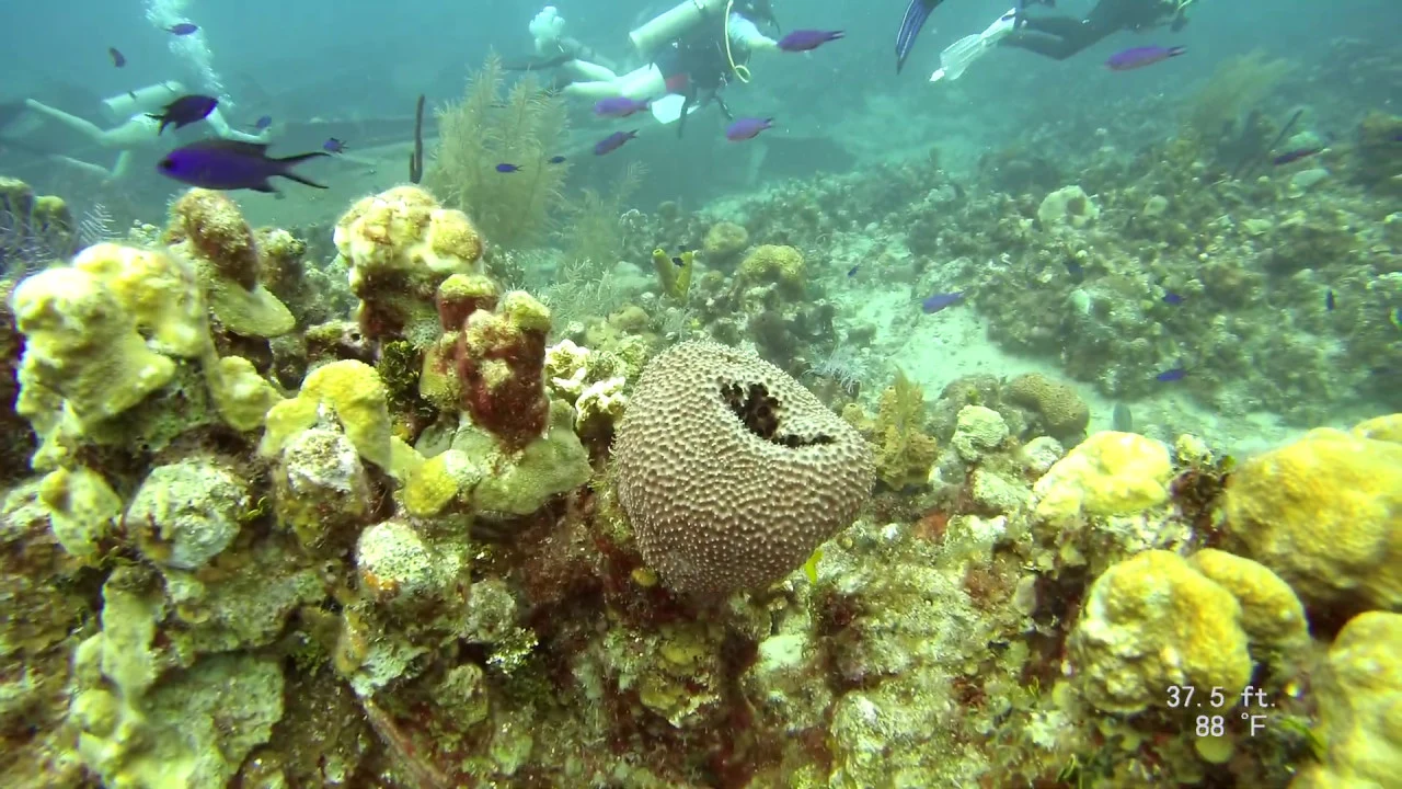 4   Oro Verde Wreck Grand Cayman