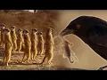 Download Lagu Drongo Bird Tricks Meerkats | Africa | BBC Earth