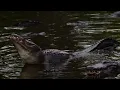 Gator mating calls early morning 1006 with sound