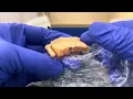 SATISFYING ‼️|🚨 UNBOXING ALERT! 🎉 Delhi Dentist Reveals Stunning DMLS Crown 😍 | ASMR @BeingDental