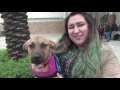 Adopt A Friend Laredo
