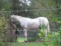 Donkey Mating Horse Mating Animal Crossing Buffalo Mating Horse Mating Animal Mating