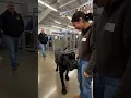 Meeting a large rescue dog at the animal shelter