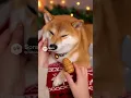 Lagu This Shiba Just Forgot How to Say No 🫠🐕🎄