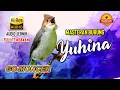 YUHINA MASTERAN HANDAL UNTUK MURAI BATU KACER DAN CUCAK IJO