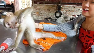 Baby Dodo's Soothing Scratchy Time | Cutest Monkey Pampering
