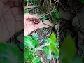 Download Lagu I Found a Giant Millipede in the Garden! 🪱 | Unexpected Insect Discovery\