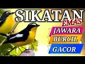SIKATAN EMAS.MASTERAN JAWARA.BURCIL.Gacor di Alam liar